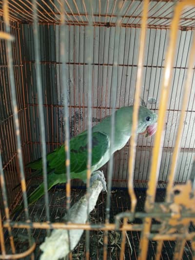 healthy raw parrot available for sale