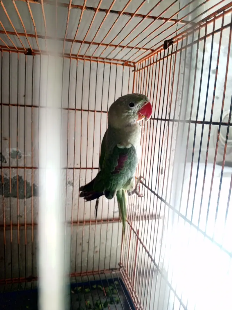 healthy raw parrot available for sale — photo 2