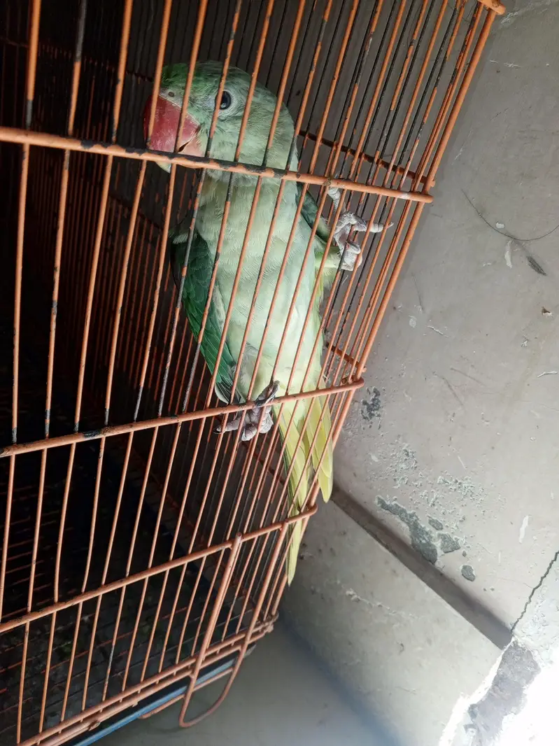 healthy raw parrot available for sale — photo 3