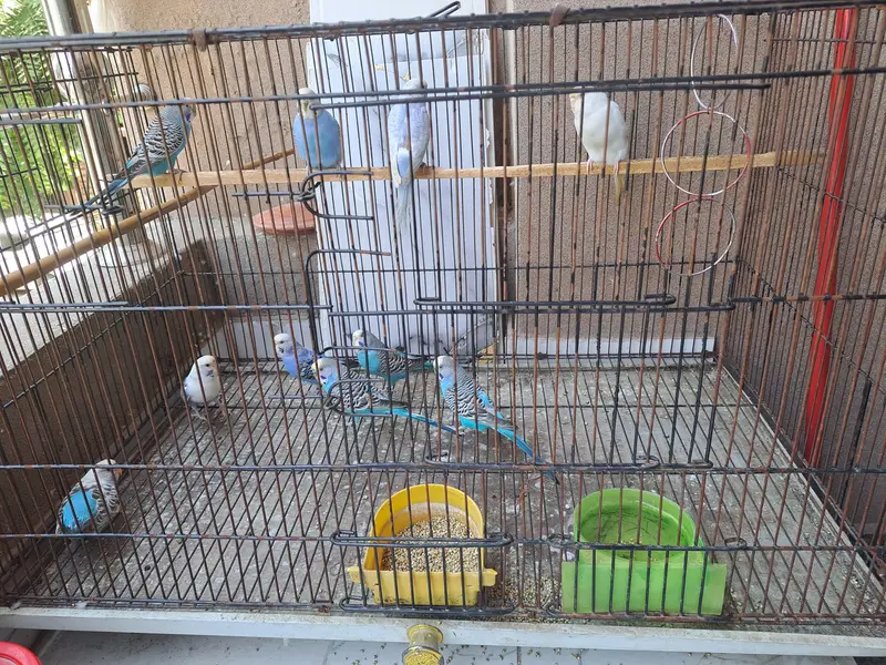 10 parrots with cage for sale [not single piece] — photo 2