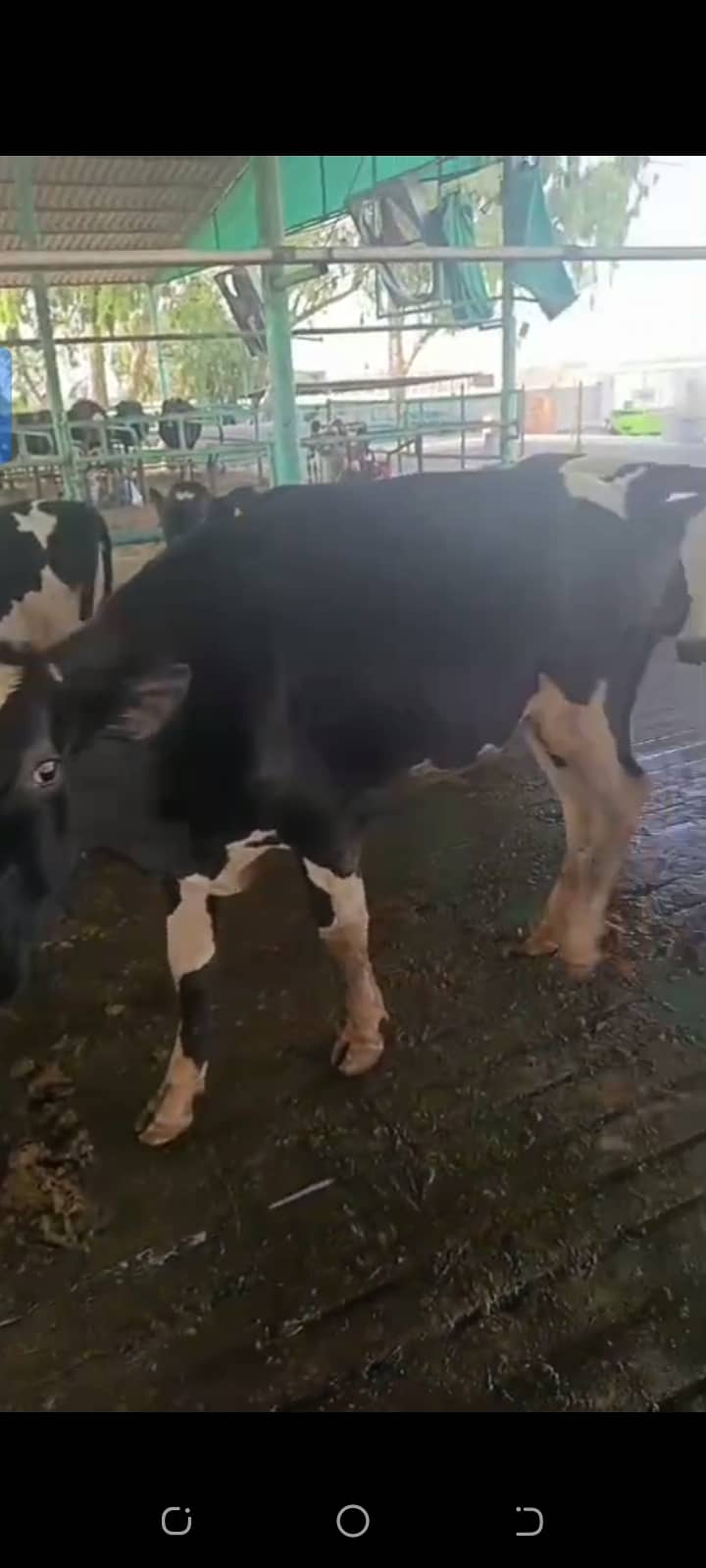 Heifer 0