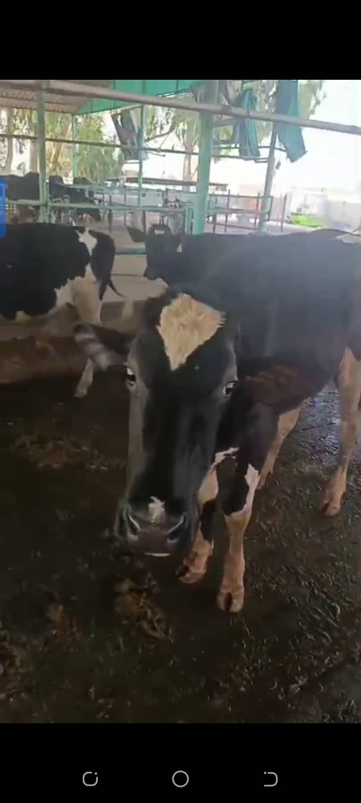 Heifer 1