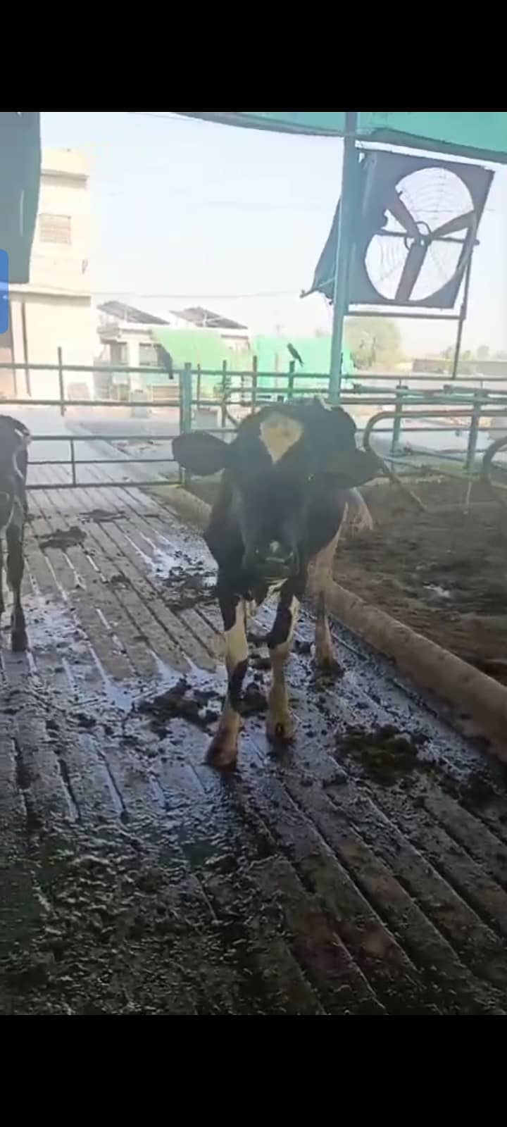 Heifer 2