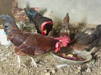 Desi misri hens for sale