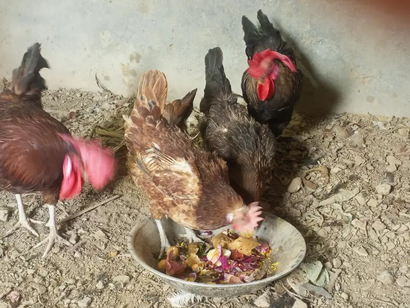 Desi misri hens for sale — photo 2