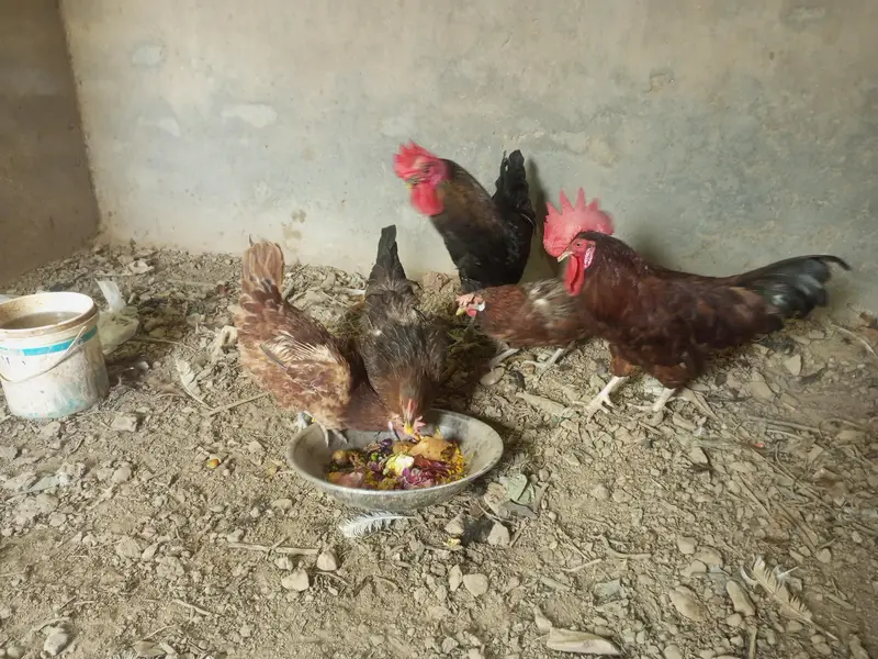 Desi misri hens for sale — photo 3
