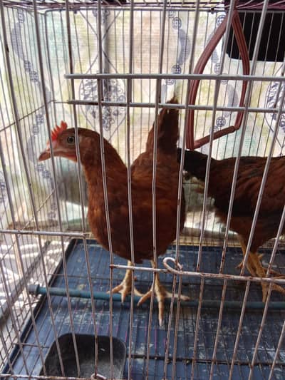 hen pair for sale without cage