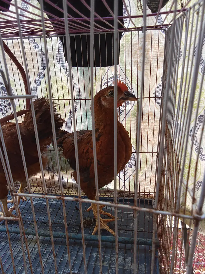 hen pair for sale without cage — photo 2