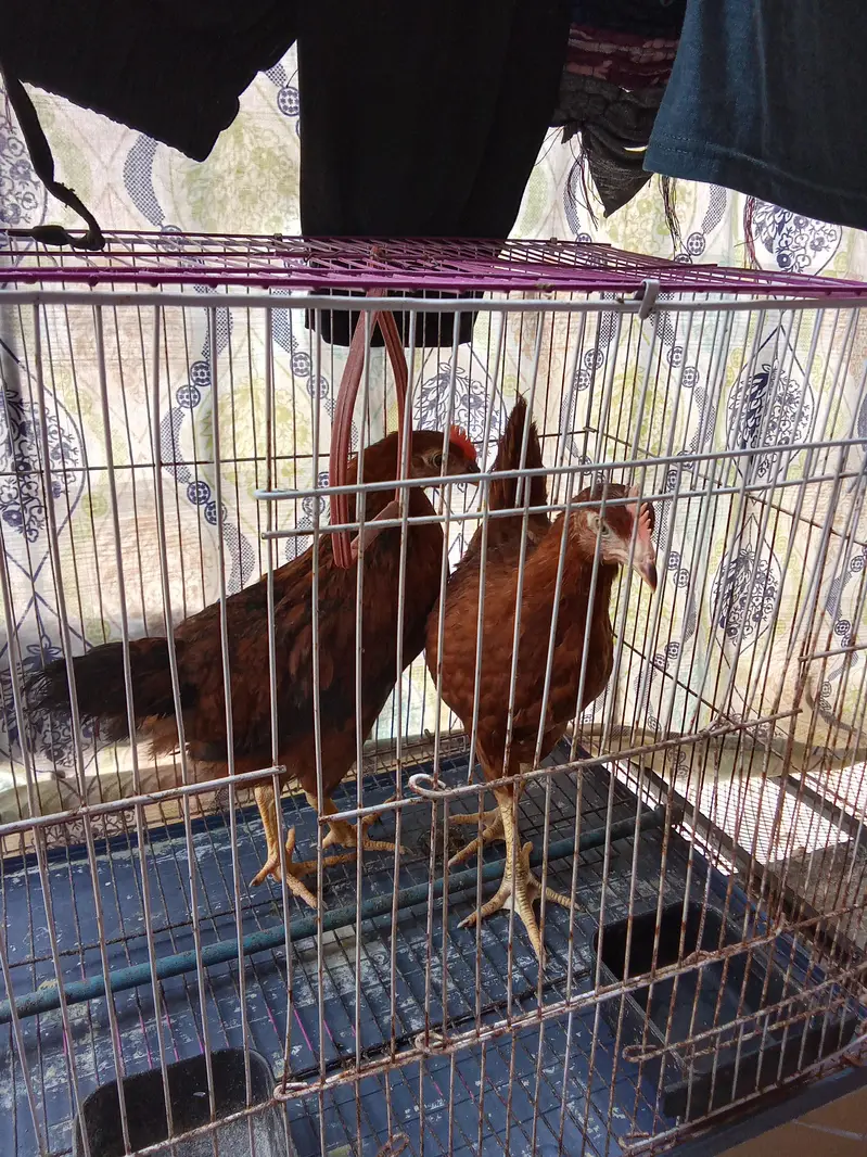 hen pair for sale without cage — photo 3