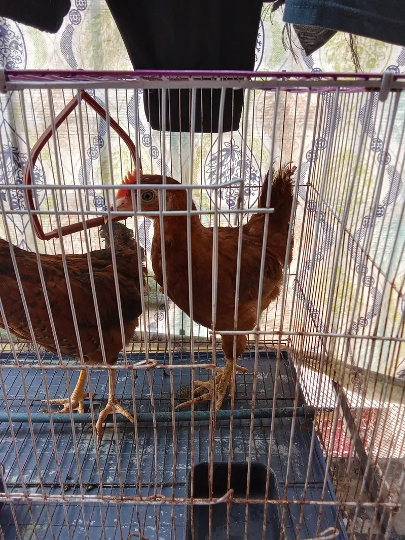 hen pair for sale without cage — photo 4