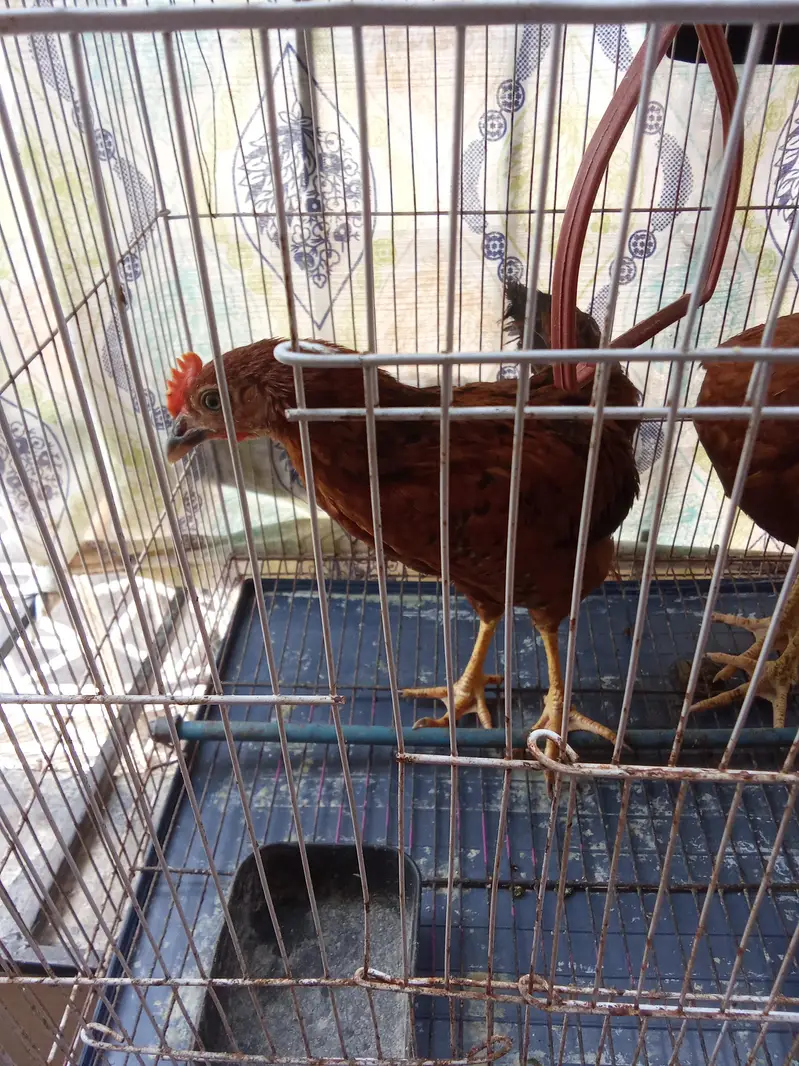 hen pair for sale without cage — photo 5