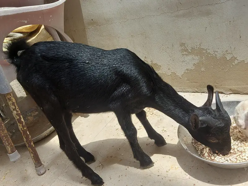 tedda 0 size — photo 2