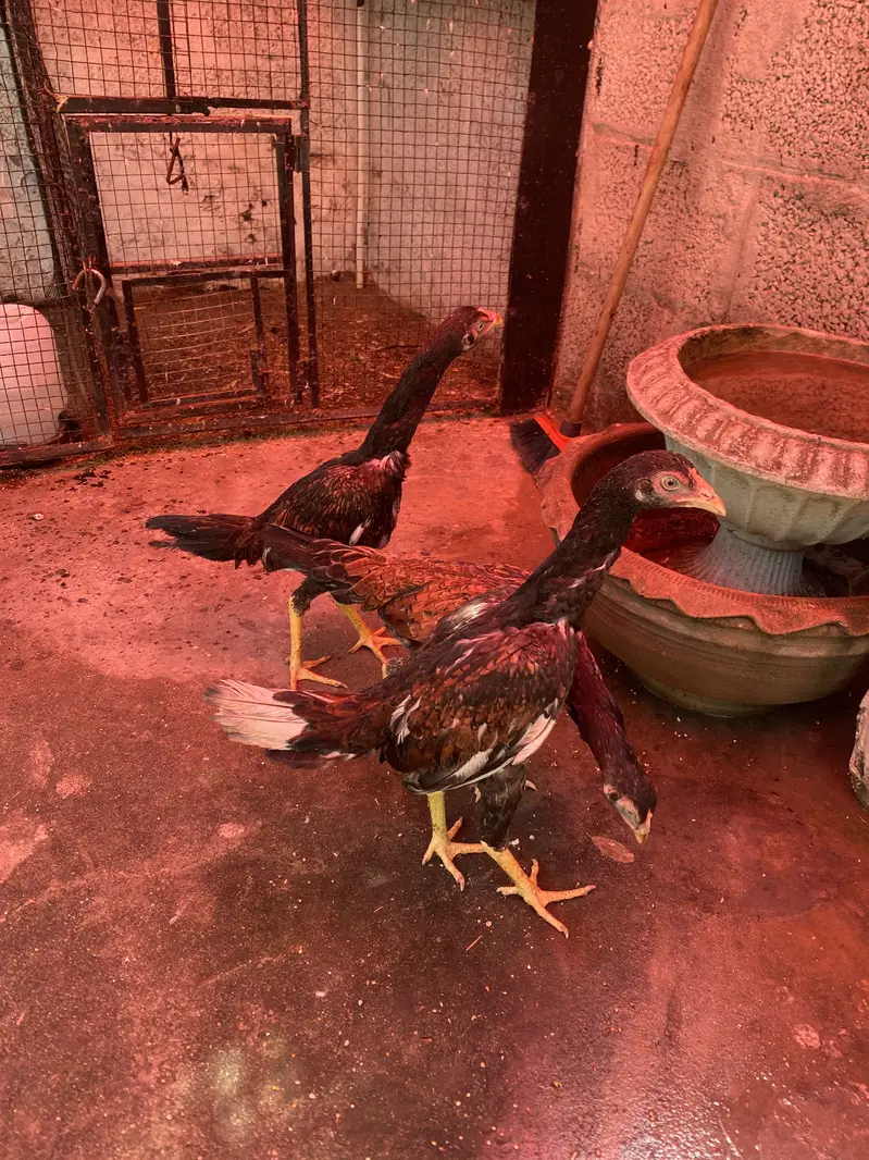 Pure Amroha pathi — photo 7