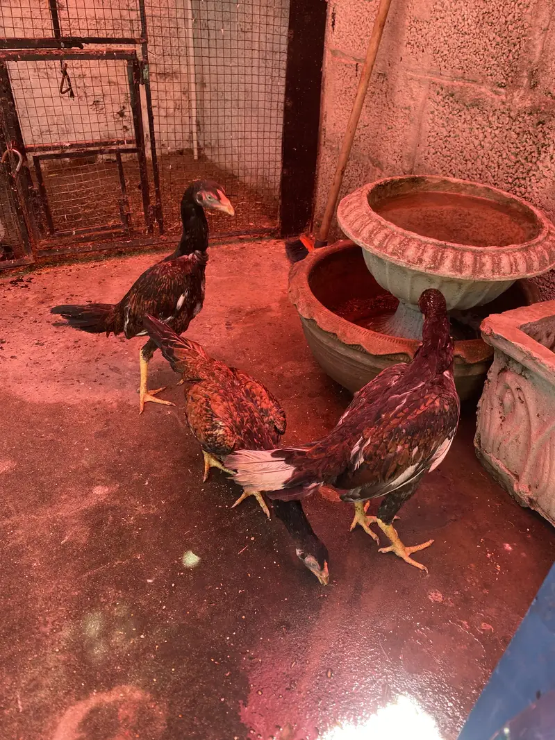 Pure Amroha pathi — photo 8