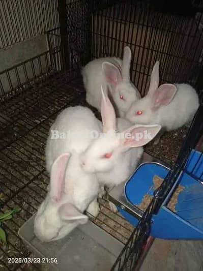 Rabbits Full White Red Eyes
