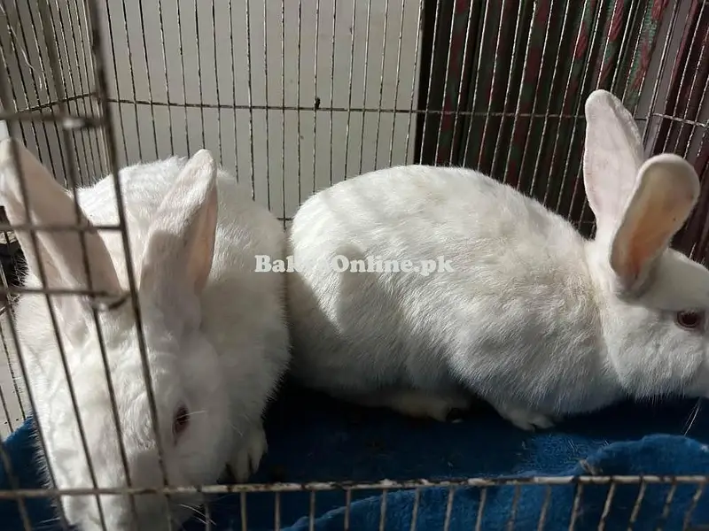 Rabbits Full White Red Eyes — photo 2