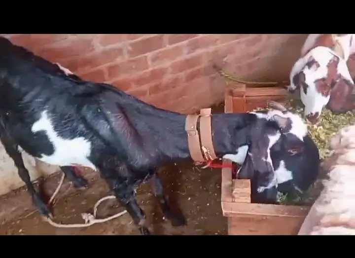 pure beetal bakri — photo 2