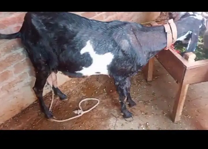 pure beetal bakri — photo 3