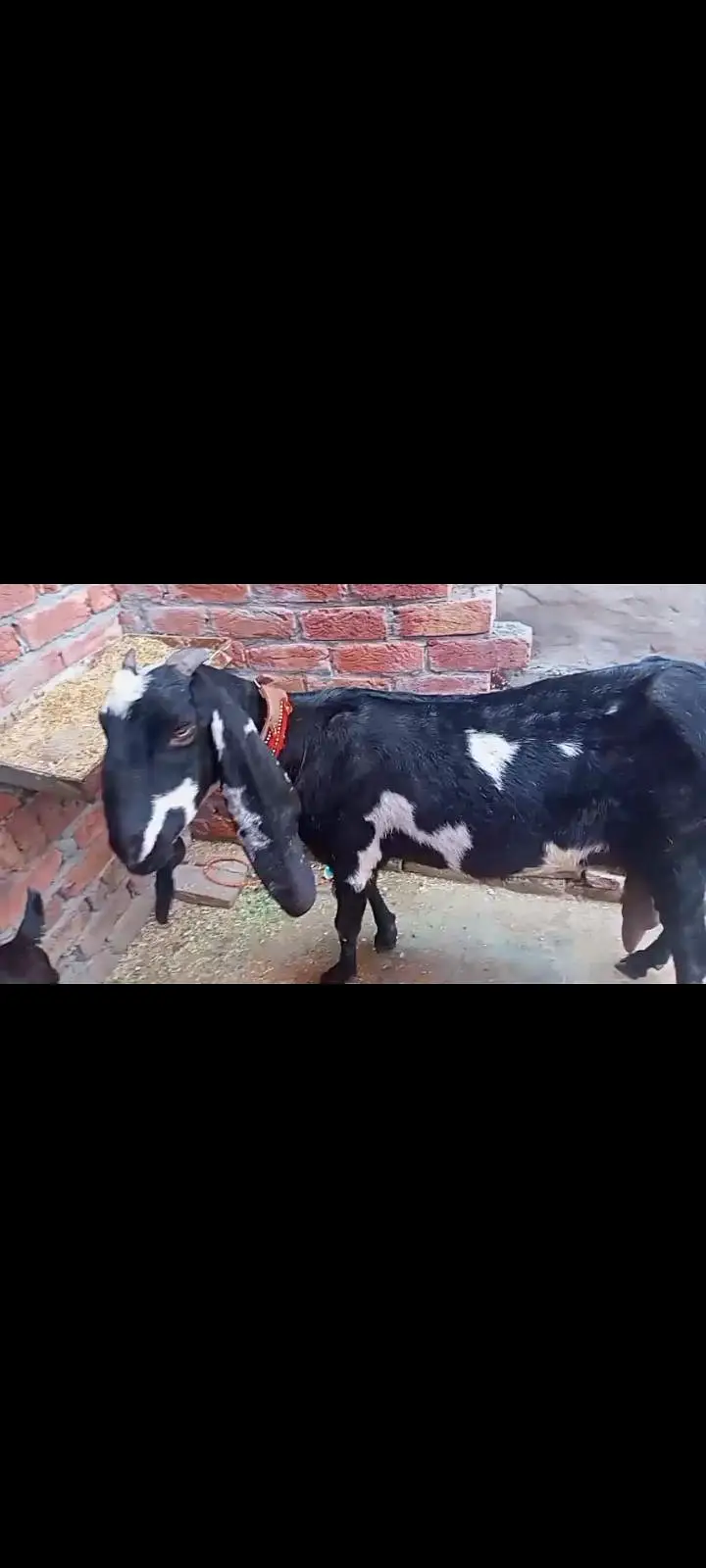 pure beetal bakri — photo 4