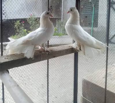lakka pair