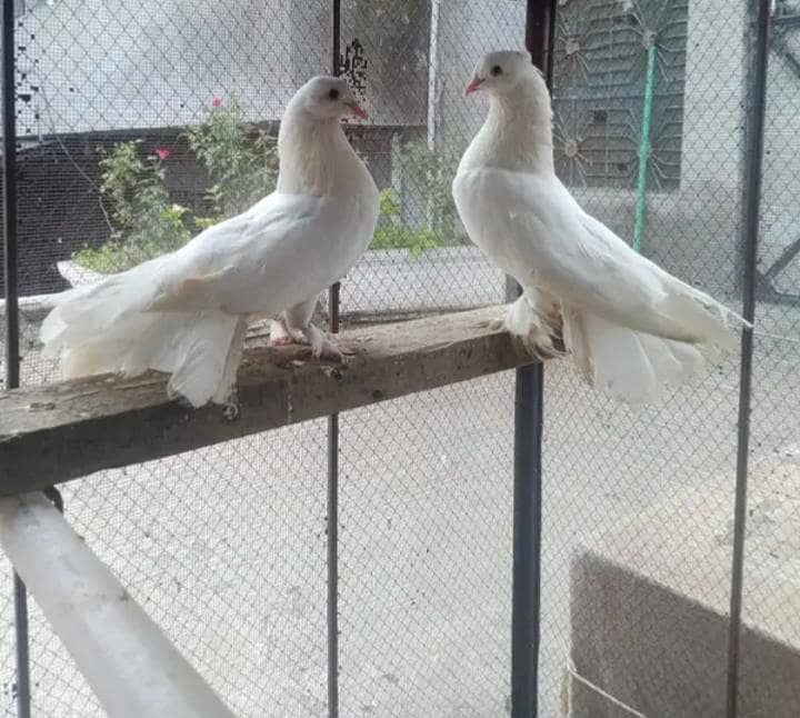 lakka pair 0