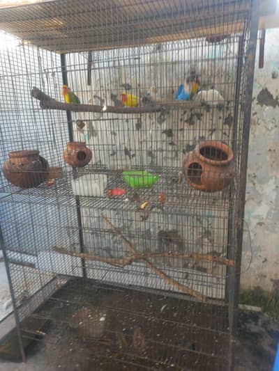 2 Portion Large Cage (3x2) with 7 Healthy Lovebirds Pair/Setup