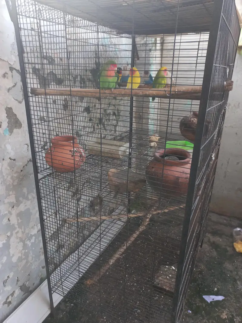 2 Portion Large Cage (3x2) with 7 Healthy Lovebirds Pair/Setup — photo 2