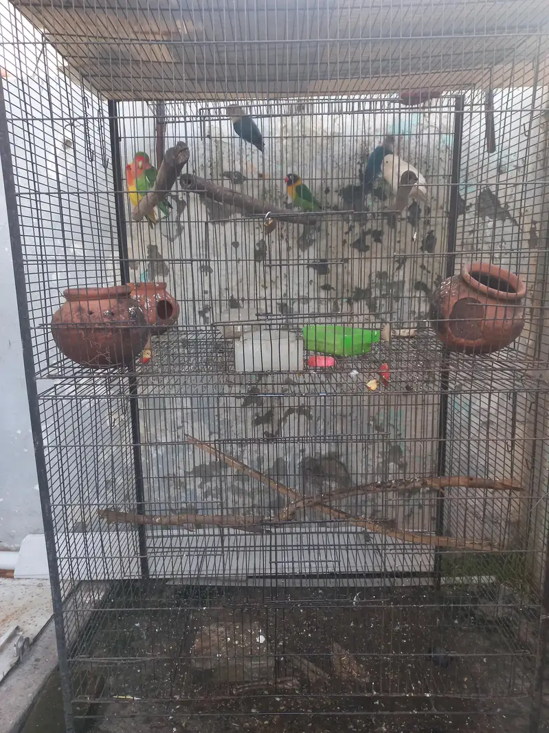 2 Portion Large Cage (3x2) with 7 Healthy Lovebirds Pair/Setup — photo 3