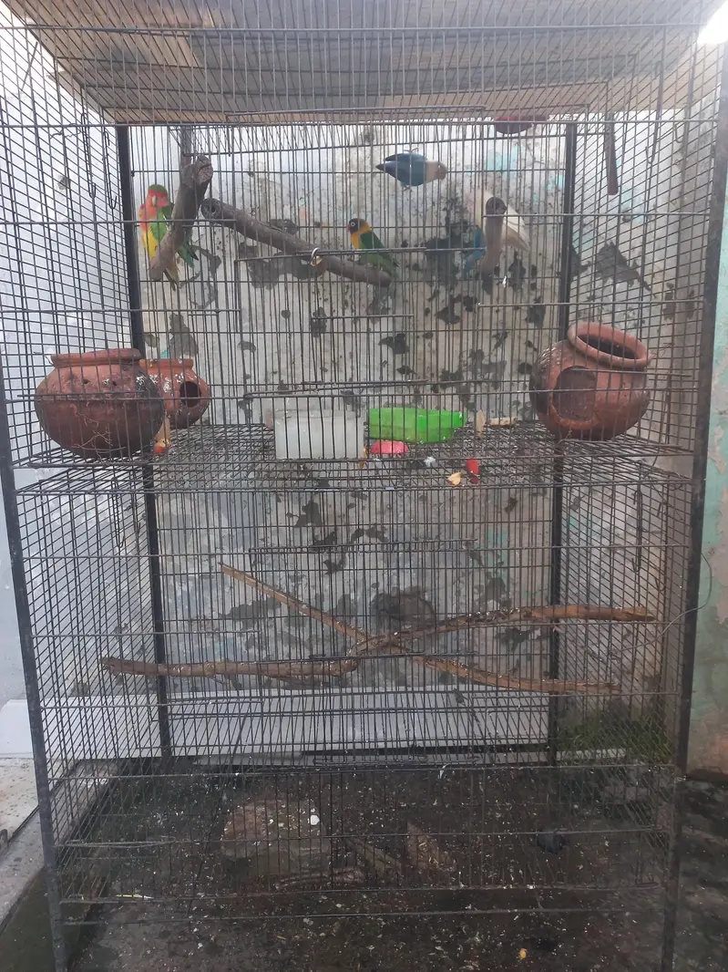 2 Portion Large Cage (3x2) with 7 Healthy Lovebirds Pair/Setup — photo 4