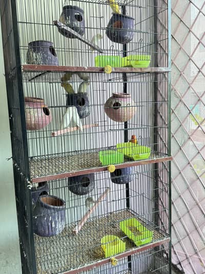 Love birds breeder pairs