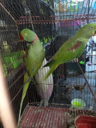 raw talking pair all ok bounded pair talking kw video be ah