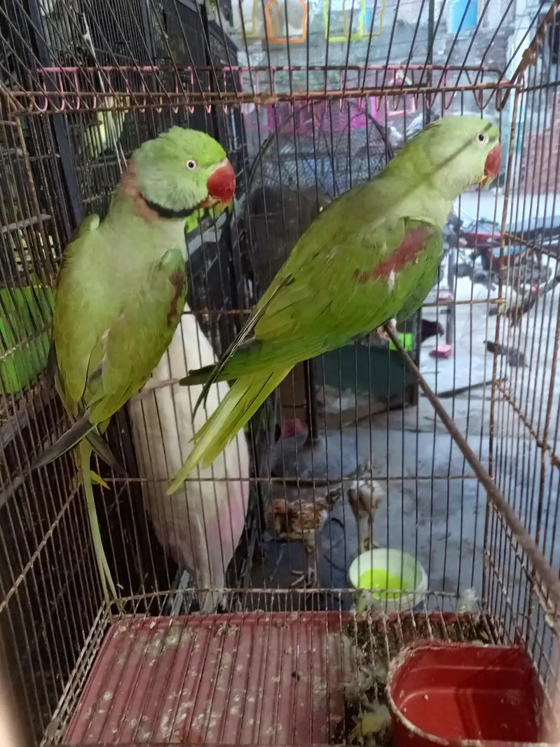 raw talking pair all ok bounded pair talking kw video be ah — photo 3