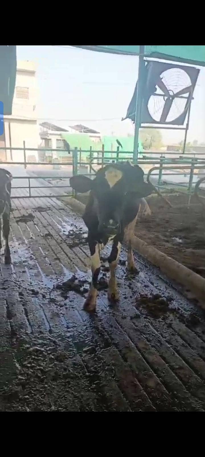 heifer 1