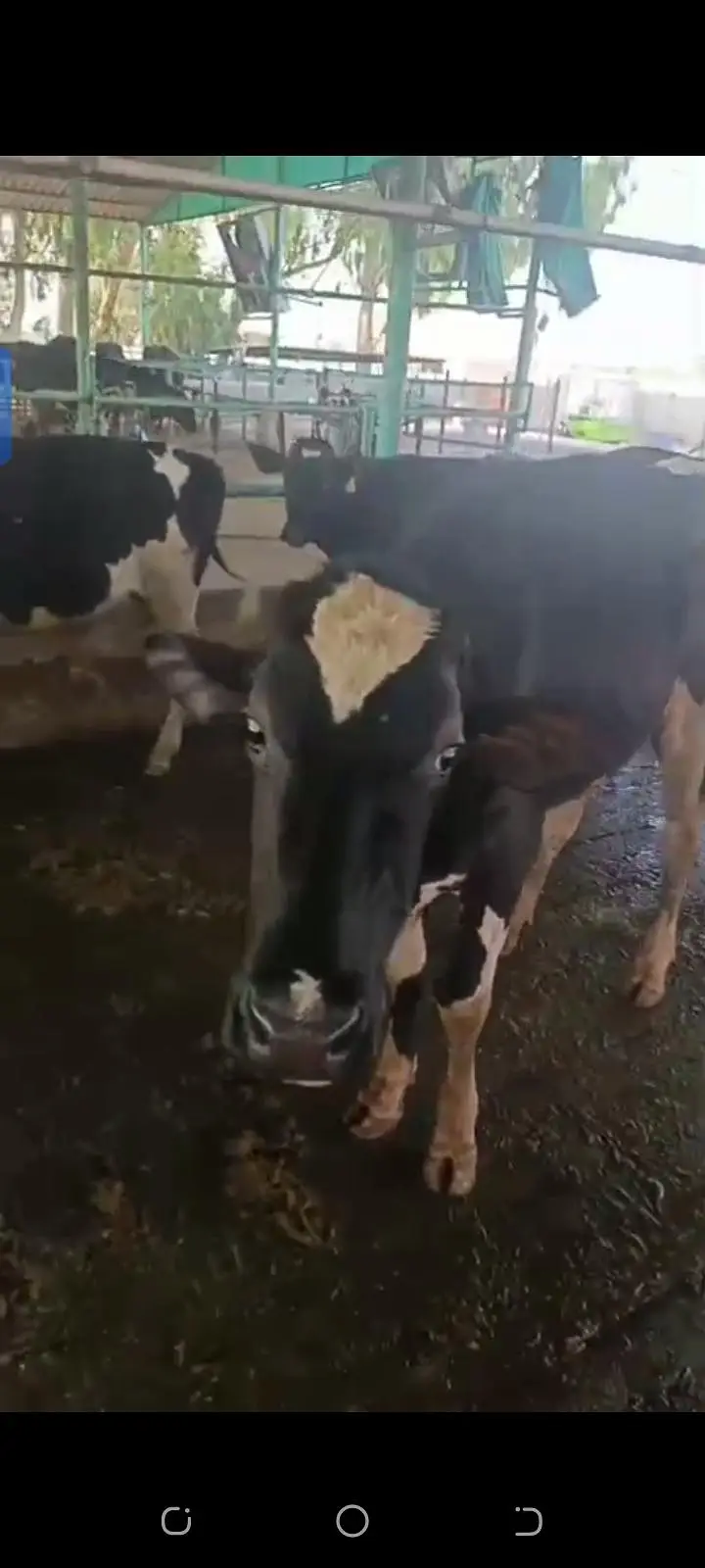 heifer — photo 3