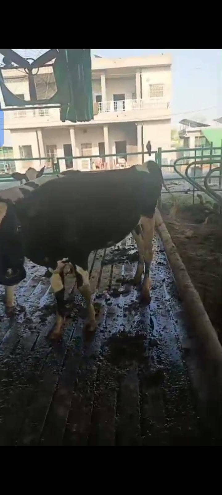 heifer 3