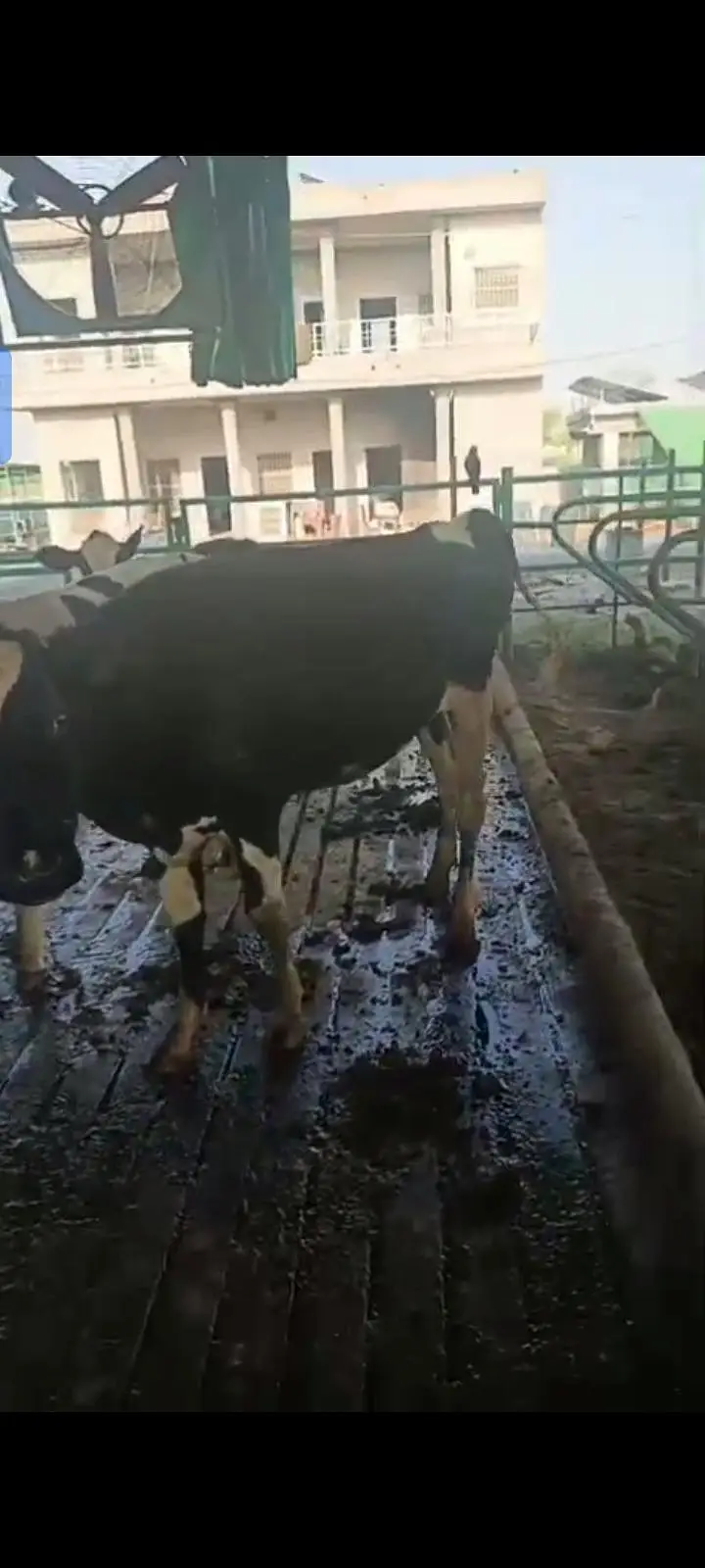 heifer — photo 4