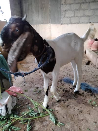 Desi goat