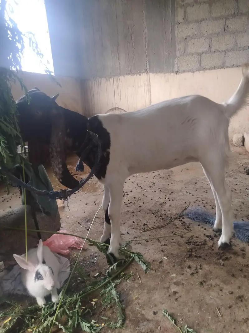 Desi goat — photo 2