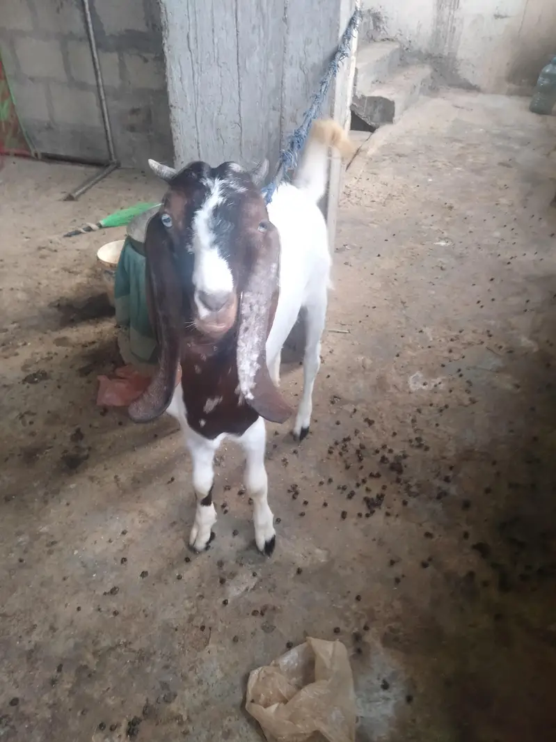 Desi goat — photo 3