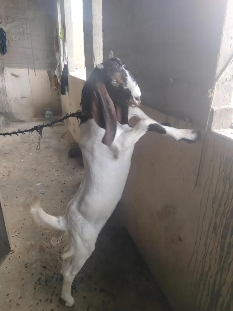 Desi goat — photo 4