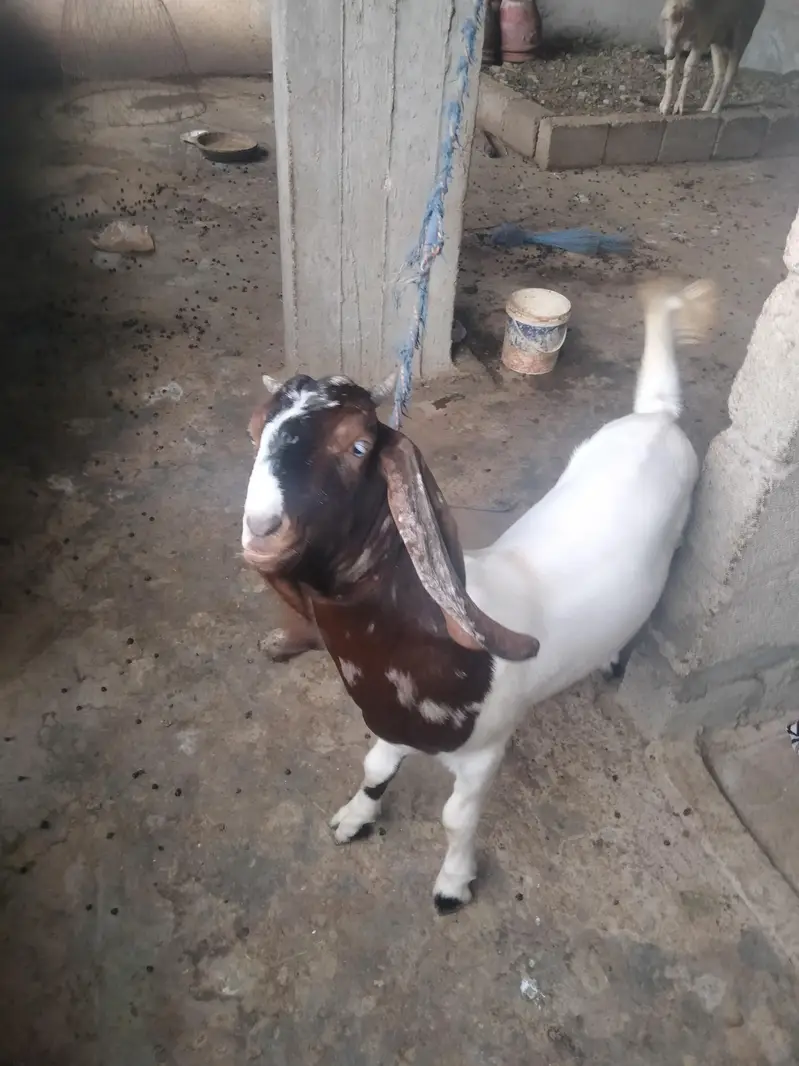 Desi goat — photo 5
