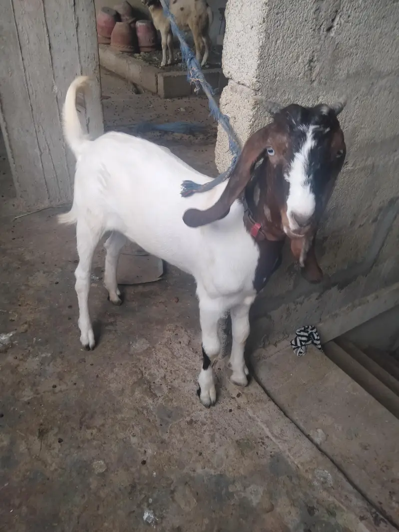 Desi goat — photo 6