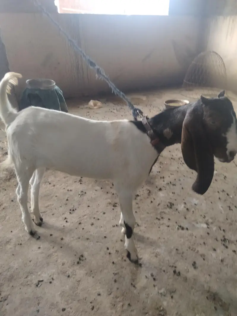 Desi goat — photo 7