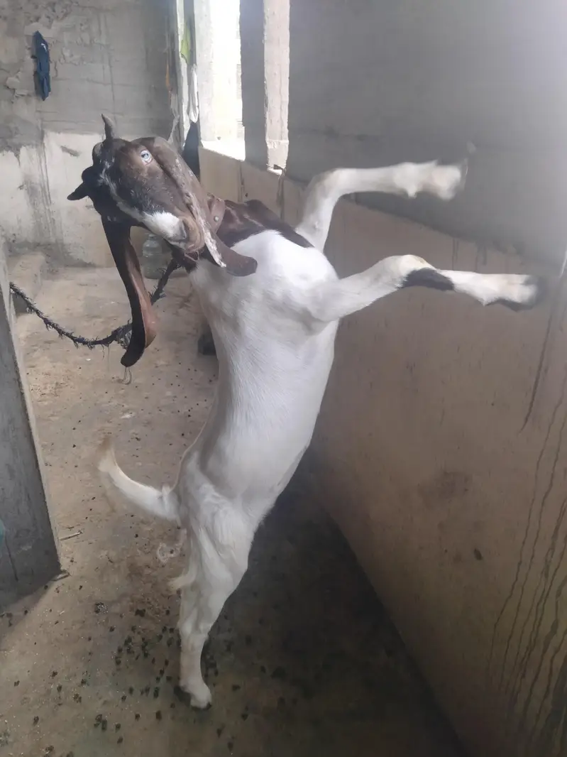 Desi goat — photo 8