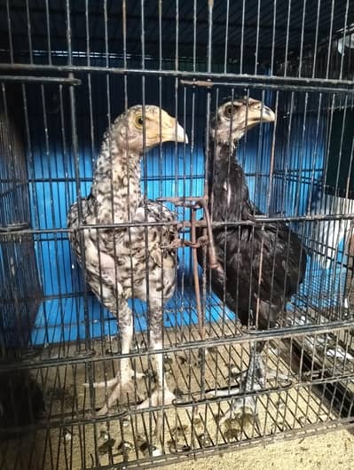 Heera + Shamo cross chicks pair for sale