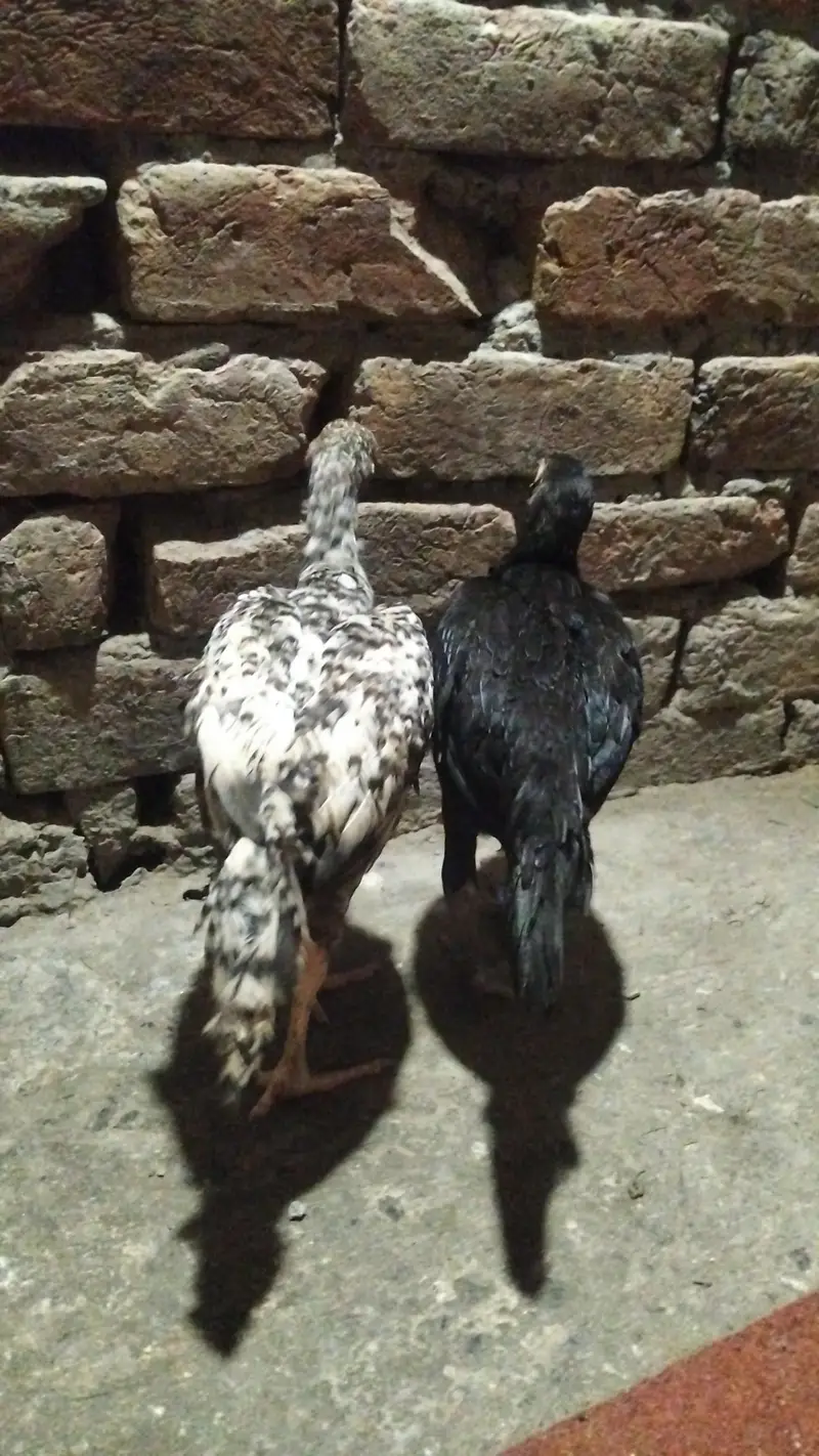 Heera + Shamo cross chicks pair for sale Exchange Possible with pigeon — photo 3