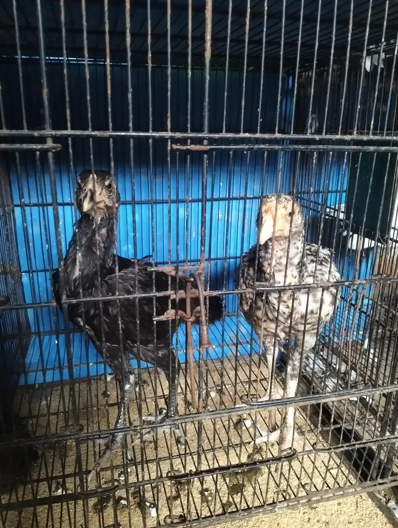 Heera + Shamo cross chicks pair for sale Exchange Possible with pigeon — photo 4