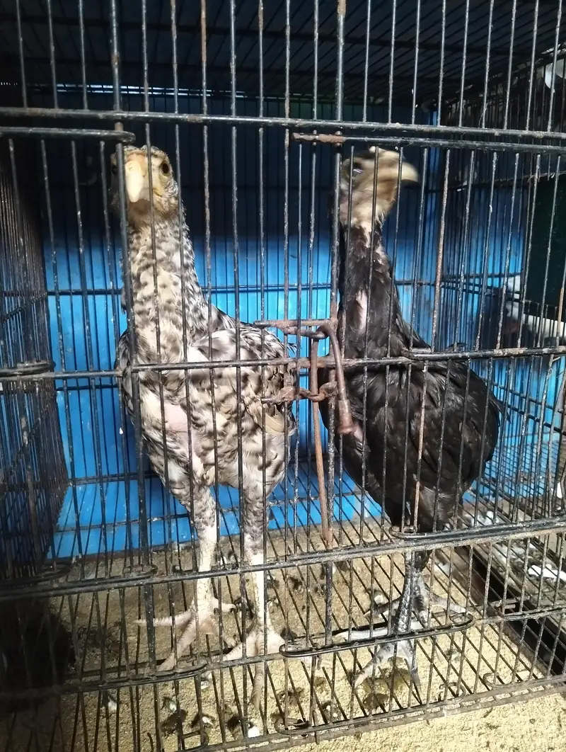 Heera + Shamo cross chicks pair for sale Exchange Possible with pigeon — photo 5