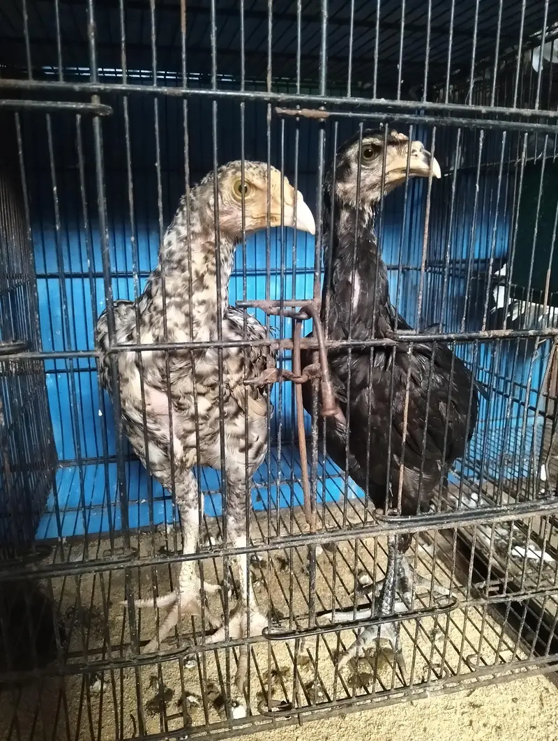Heera + Shamo cross chicks pair for sale Exchange Possible with pigeon — photo 6