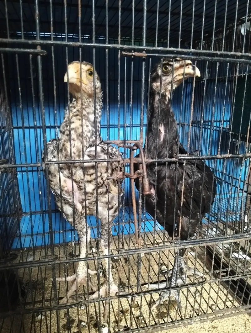 Heera + Shamo cross chicks pair for sale Exchange Possible with pigeon — photo 7